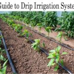 Drip Irrigation – Agriculture Dictionary