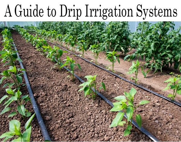 Drip Irrigation – Agriculture Dictionary