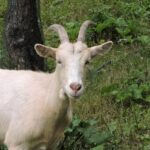 Goat – Agriculture Dictionary