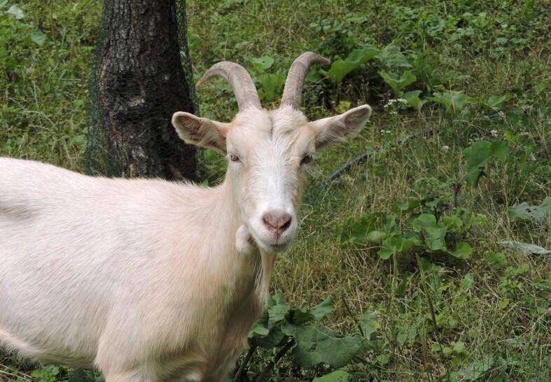 Goat – Agriculture Dictionary