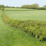 Hedgerows – Agriculture Dictionary