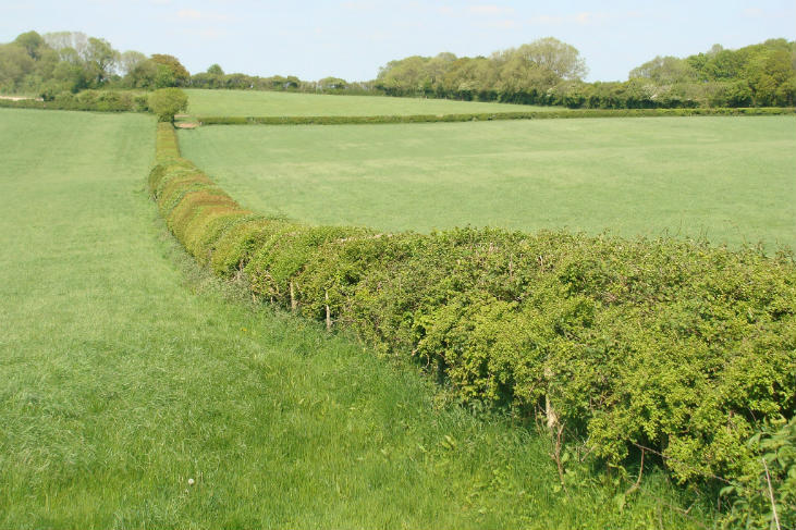 Hedgerows – Agriculture Dictionary