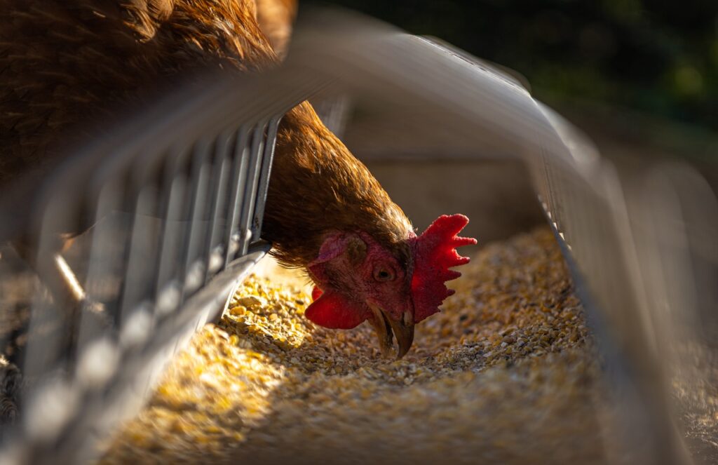 Complete Homemade Chicken Feed – Falcone Family Farms Blog