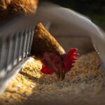 Complete Homemade Chicken Feed – Falcone Family Farms Blog