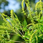 Pollen – Agriculture Dictionary