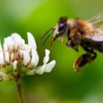 Queen Bee – Agriculture Dictionary