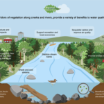 Riparian Buffers – Agriculture Dictionary