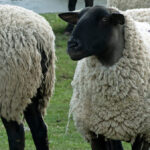 Sheep – Agriculture Dictionary