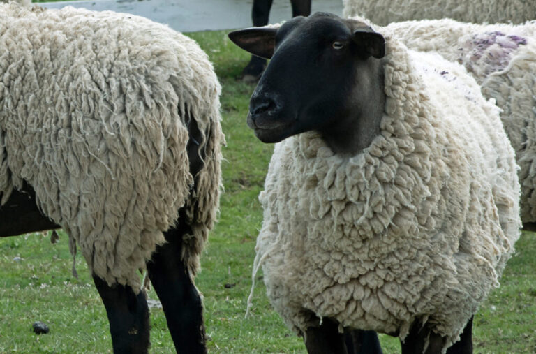 Sheep – Agriculture Dictionary