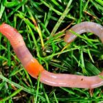 Soil Earthworms – Agriculture Dictionary