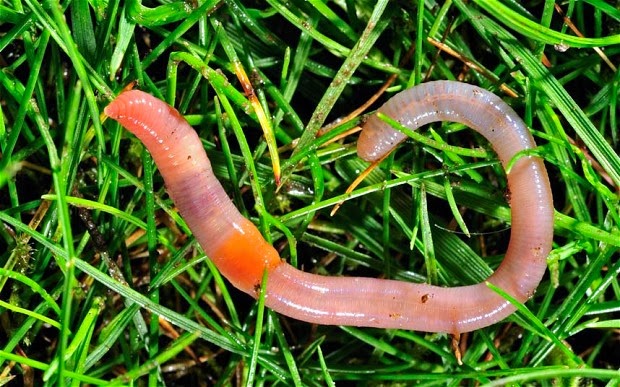 Soil Earthworms – Agriculture Dictionary