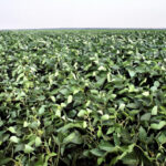 Soybean Farming – Agriculture Dictionary