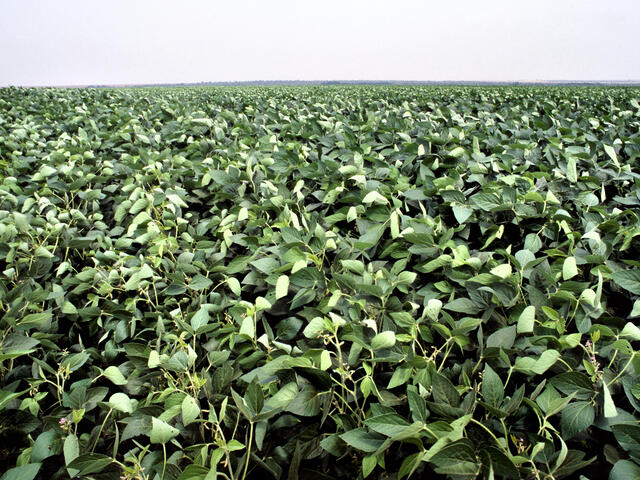 Soybean Farming – Agriculture Dictionary