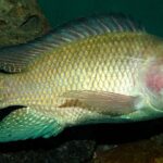 Tilapia – Agriculture Dictionary