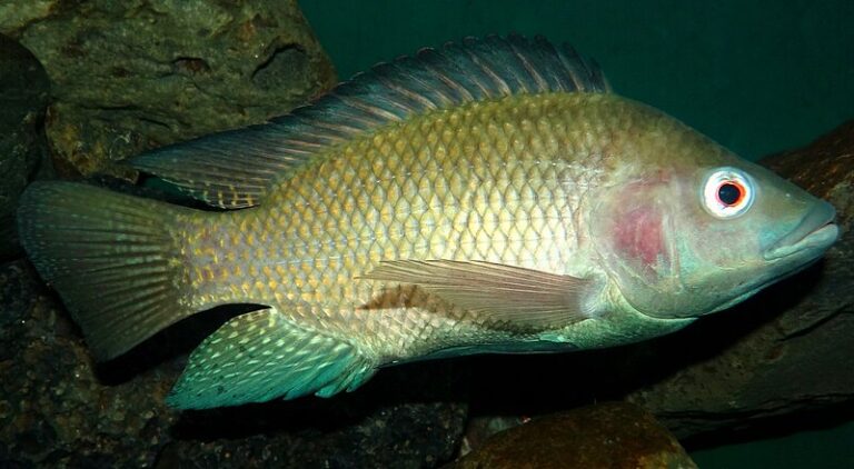 Tilapia – Agriculture Dictionary