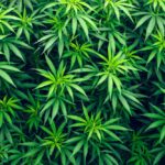 Weed – Agriculture Dictionary