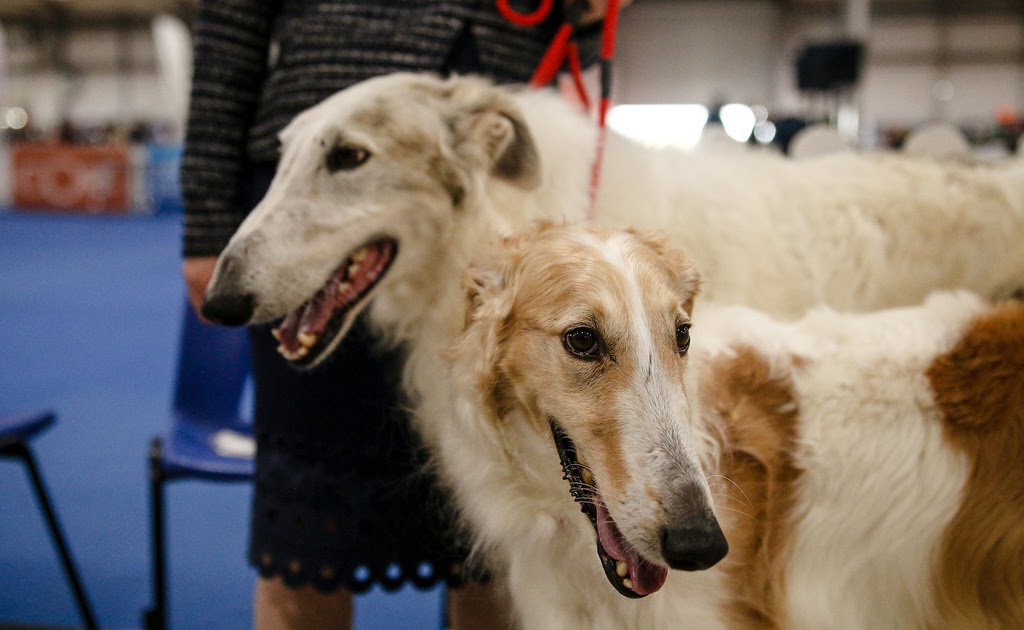 Belfast Championship Dog Show 2024