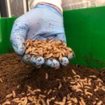 Eating Insects Sounds Gross, But Could They Play A Palatable Role In Our Food Supply?