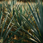 Is Agave California’s Miracle Crop?