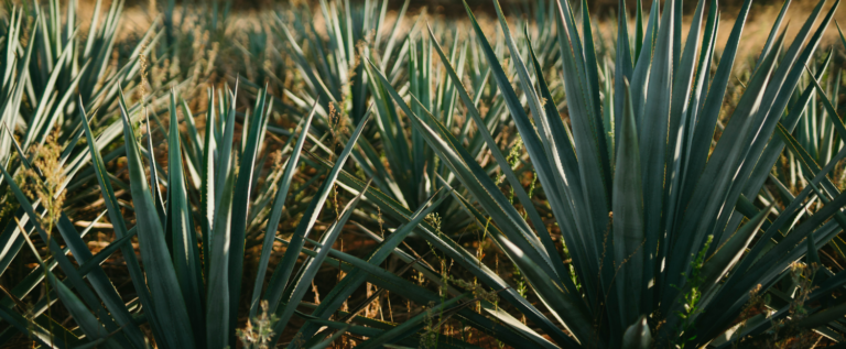 Is Agave California’s Miracle Crop?