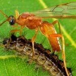 Biological Control – Agriculture Dictionary