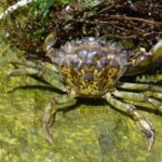 Crab – Agriculture Dictionary