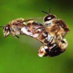 Drone Bee – Agriculture Dictionary