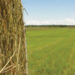 Forage Production – Agriculture Dictionary