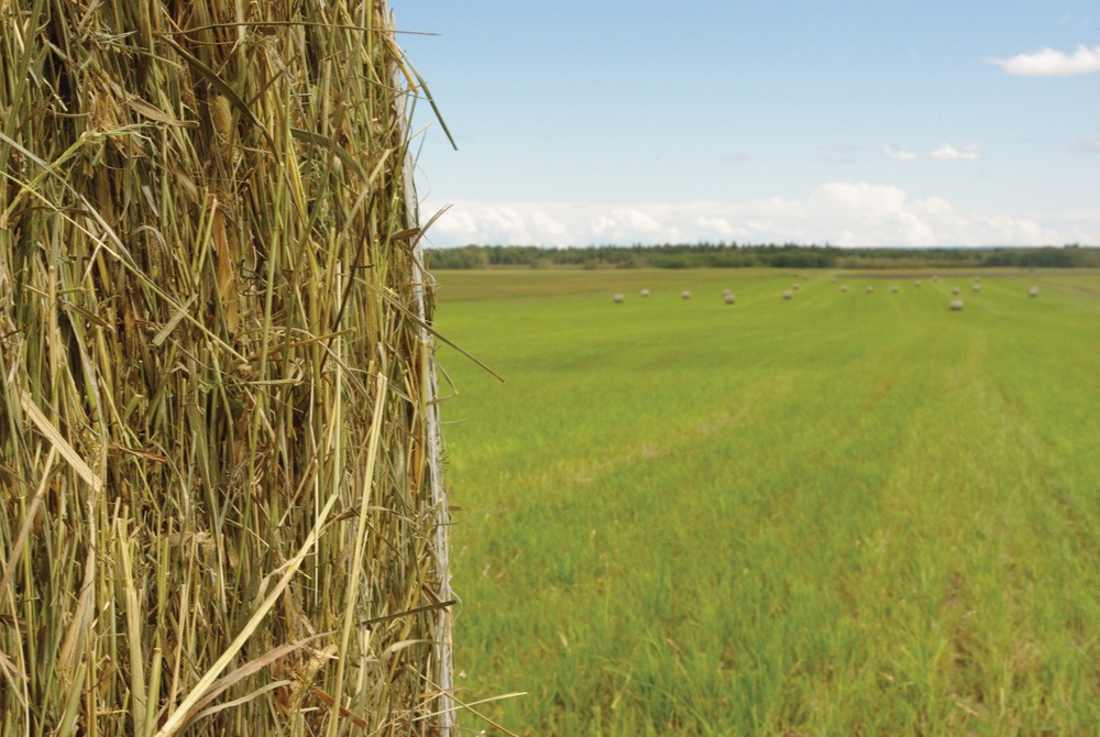 Forage Production – Agriculture Dictionary