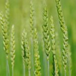 Grain – Agriculture Dictionary