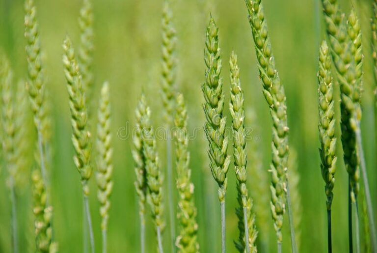 Grain – Agriculture Dictionary