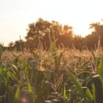 Corn Residue Creating Renewable Plastic