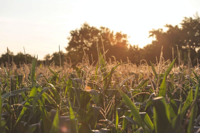 Corn Residue Creating Renewable Plastic