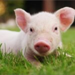 Pig – Agriculture Dictionary