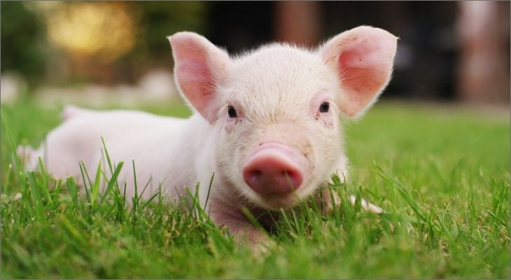 Pig – Agriculture Dictionary