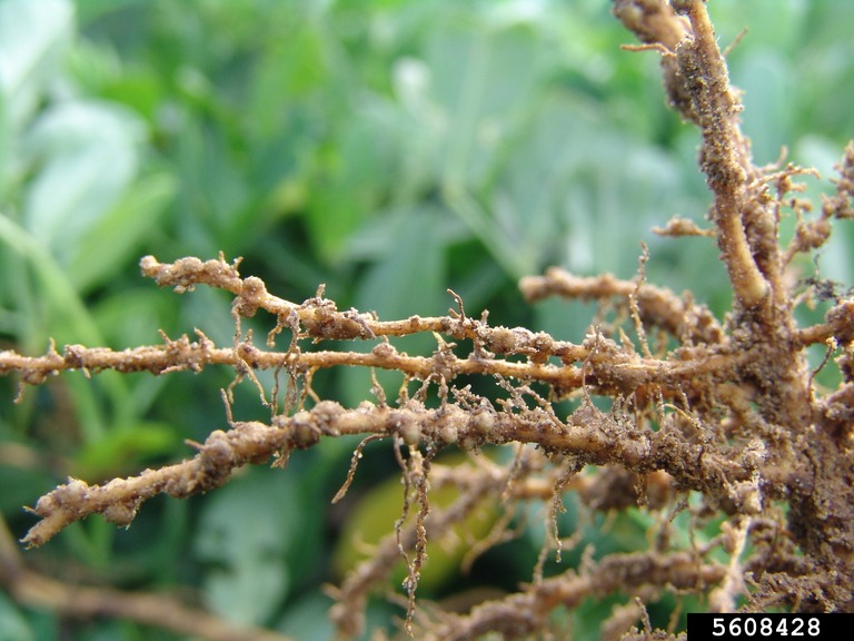 Rhizobium Bacteria – Agriculture Dictionary