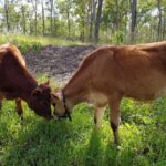 Steer – Agriculture Dictionary