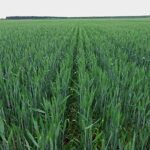 Wheat Cultivation – Agriculture Dictionary