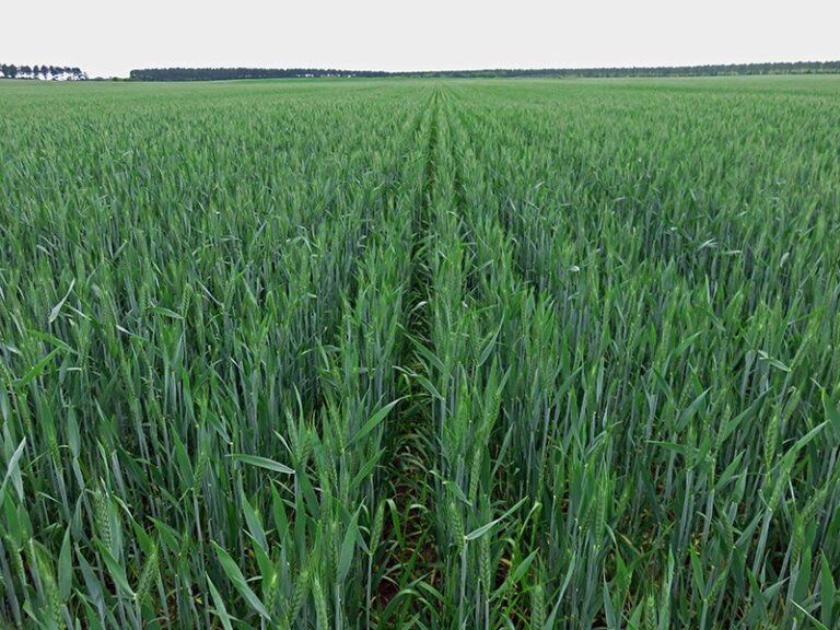 Wheat Cultivation – Agriculture Dictionary