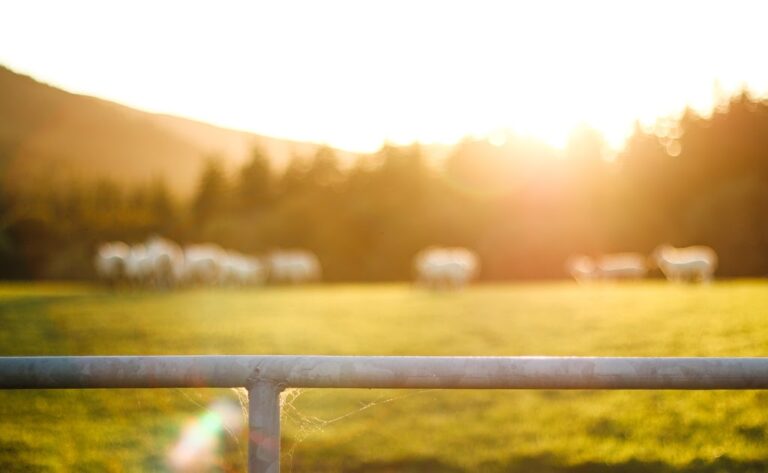 Greenhill Farm: Sunset at Bannon’s Land