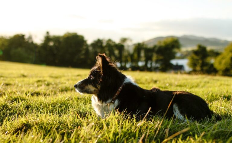 Greenhill Farm: Susan Visits the Pets