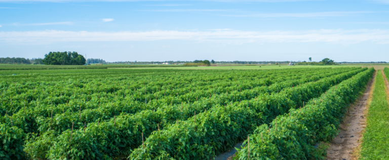 Campbell Soup Company Secures .4M USDA Grant for Sustainable Tomato Farming