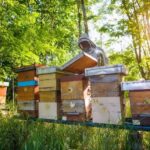 Apiculture – Agriculture Dictionary