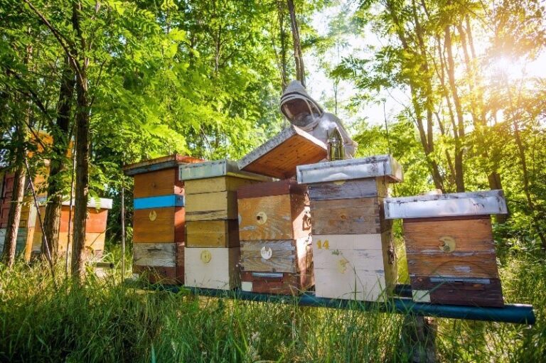 Apiculture – Agriculture Dictionary