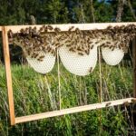 Bee Frame – Agriculture Dictionary