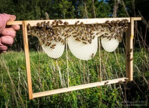 Bee Frame – Agriculture Dictionary