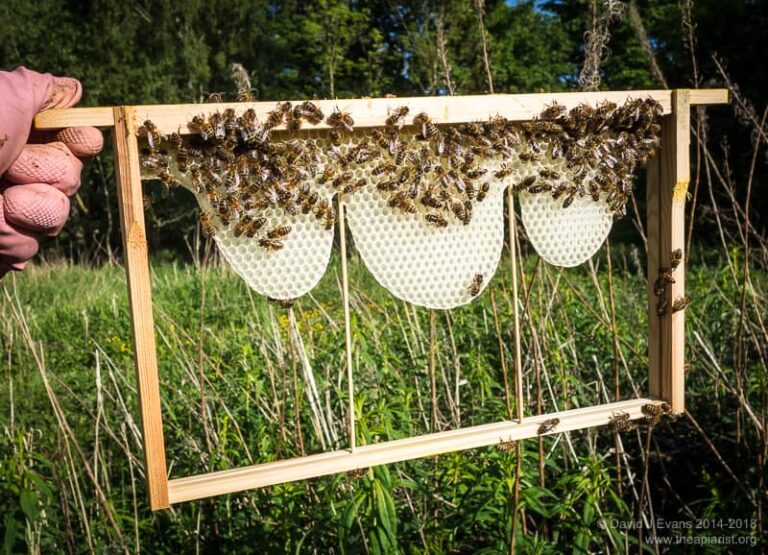 Bee Frame – Agriculture Dictionary