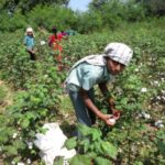 Cotton Farming – Agriculture Dictionary