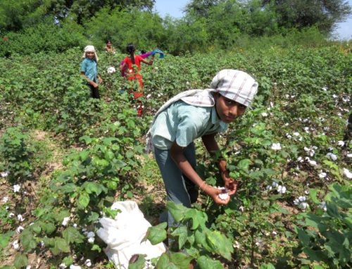 Cotton Farming – Agriculture Dictionary