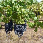 Grape Vineyards – Agriculture Dictionary